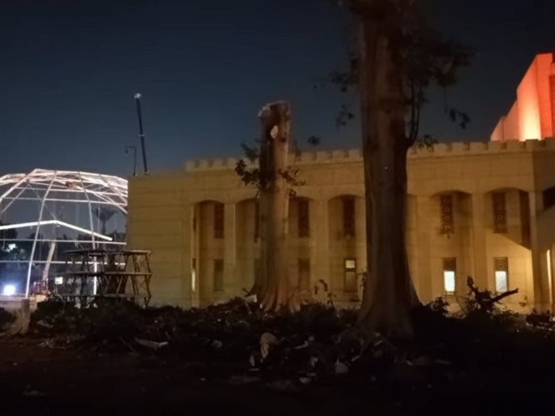 تقليم شجرتي ظل من نوع «الكوريزيا»